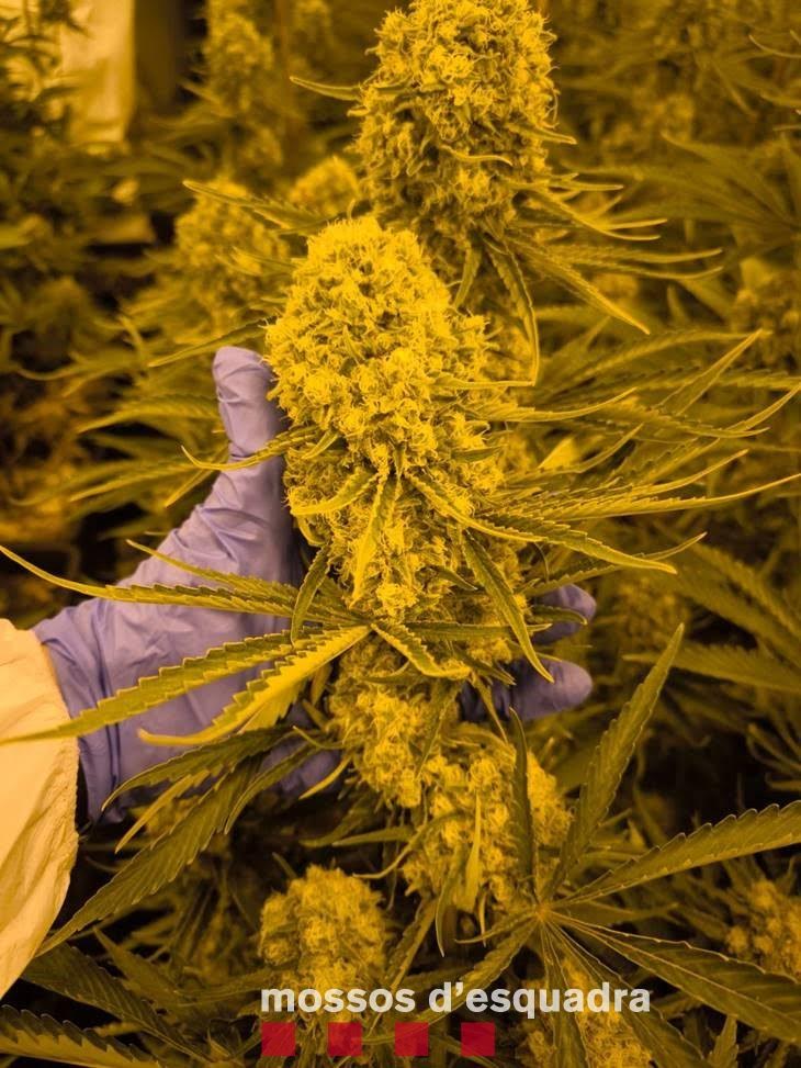 collbato marihuana