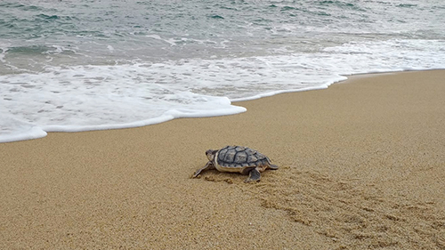 pla general de lalliberament de la tortuga careta aquest dijous a la platja de premia de mar