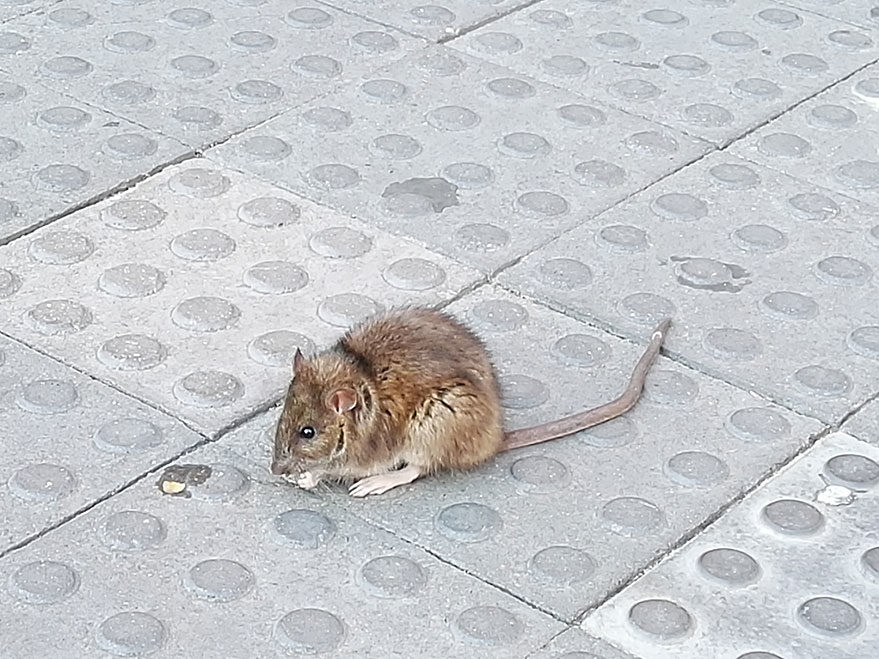 rata cornella