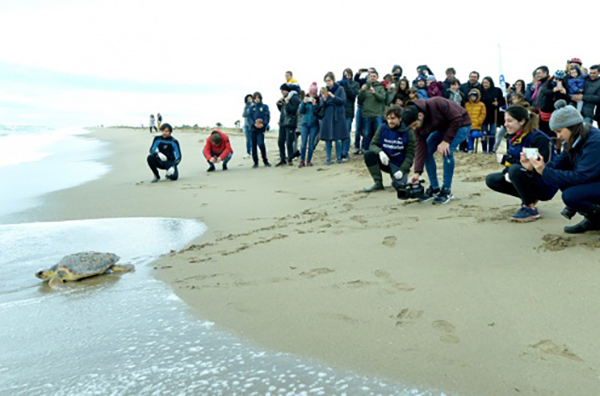  Alliberen 5 tortugues babaues a la platja del Prat 