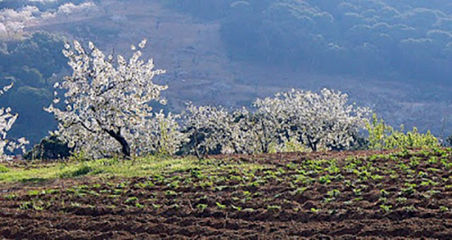 MEDI AMBIENT: Caminada popular familiar “Els cirerers florits” a Cervelló