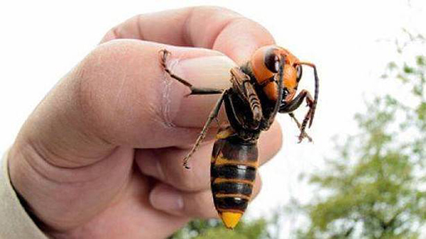 MEDI AMBIENT: La vespa asiàtica ja ha arribat al Papiol