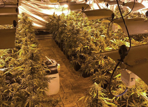 La investigació es va iniciar el mes de febrer quan els agents van tenir coneixement d'una presumpta plantació de marihuana indoor 
