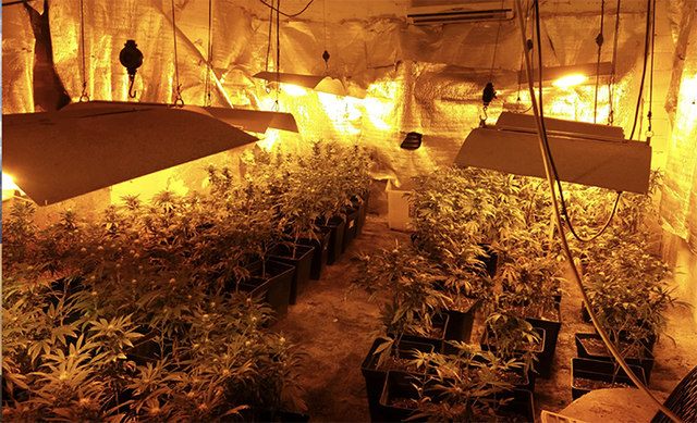 La Policia Local d’Olesa de Montserrat va requisar ahir dijous 400 plantes de marihuana que estaven en un magatzem de la urbanització de Ribes Blaves