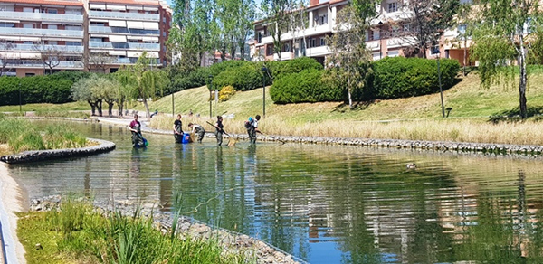 MEDI AMBIENT: L'Ajuntament d'Olesa dona en adopció més de 500 peixos que hi havia al llac del Parc municipal