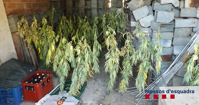 Presó per a un climentó per cultivar marihuana en una masia del Solsonès