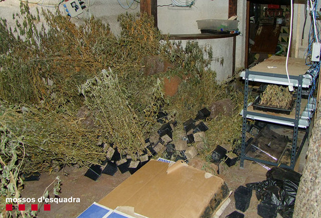 Els mossos van saber que l'immoble havia estat convertit en una plantació de marihuana amb un potent sistema de cultiu ubicat en les tres plantes de la casa