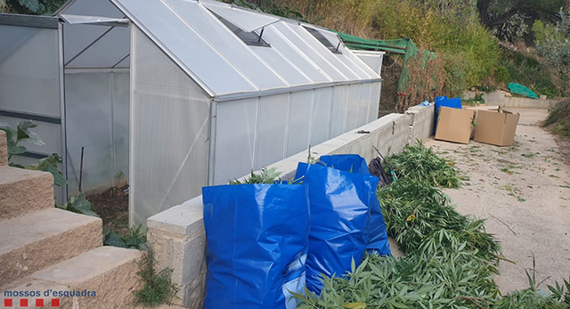 Els agents van comprovar, amb autorització del seu propietari, que al jardí de la casa a quatre vents i a l'interior de dos hivernacles hi havia un total de 960 plantes de marihuana