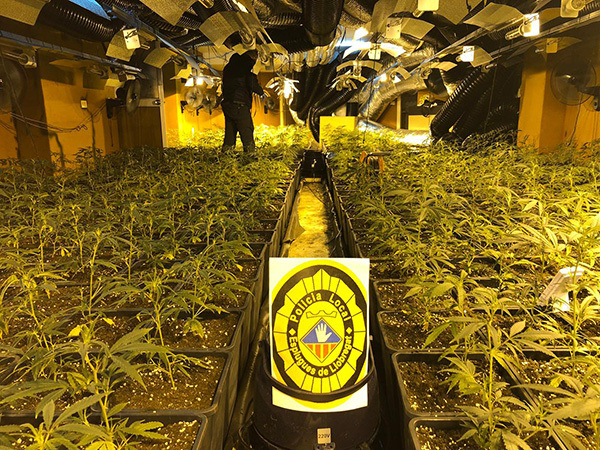 SUCCESSOS: Comissen 1.200 plantes de marihuana en una plantació ‘indoor’ a Esplugues de Llobregat