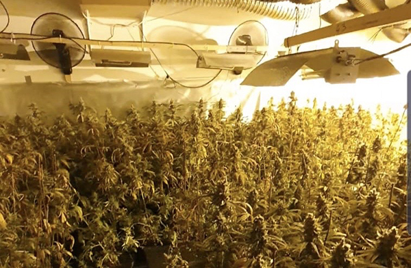 SUCCESSOS: Decomissen 1.300 plantes de marihuana a Sant Esteve Sesrovires