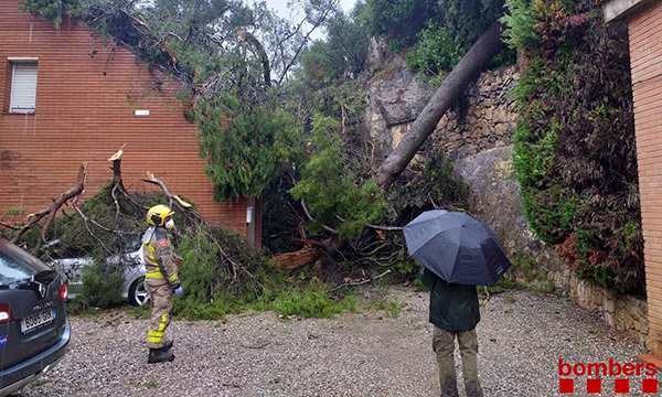 SUCCESSOS: Cau un arbre de grans dimensions i afectat dues cases de Corbera de Llobregat