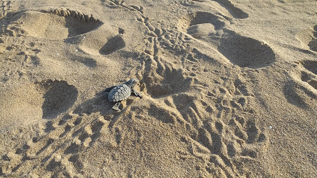 En els últims quinze anys, els episodis de  reproducció de tortuga marina de l’espècie Caretta a Catalunya han augmentat de manera significativa