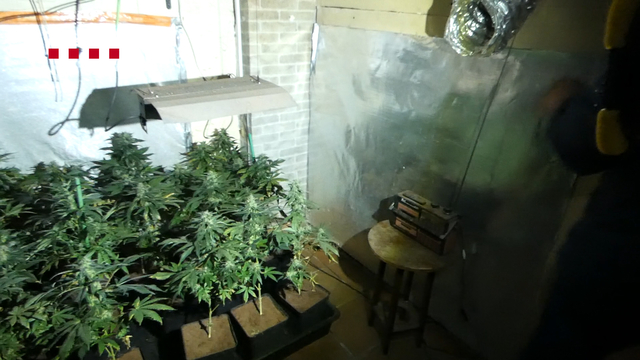 Els agents van comissar unes 700 plantes de marihuana, en diferents estadis de creixement