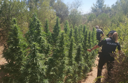 SUCCESSOS: Troben 35 plantes de marihuana en una zona boscosa de Sant Vicenç dels Horts