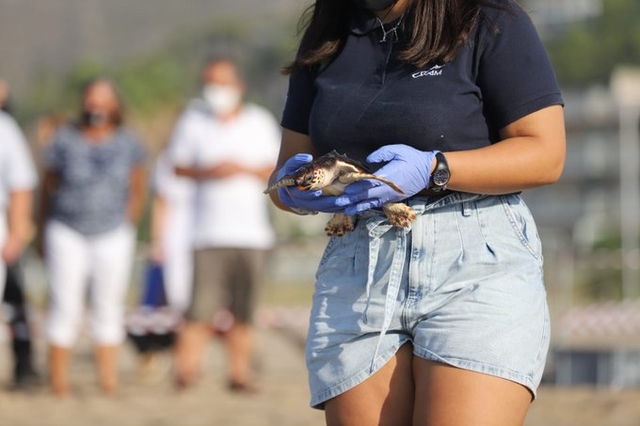 Els animals, de més de dos quilos de pes, han estat portats a la platja en caixes i alliberats de dos en dos enmig d’una gran expectació
