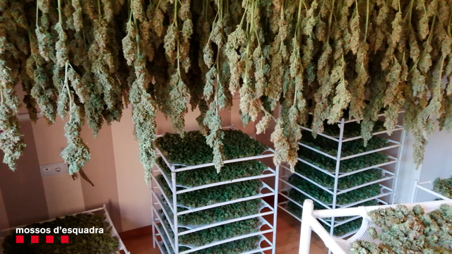 Els agents van confiscar més de 1.500 plantes de marihuana, més de 40 quilograms de marihuana seca
