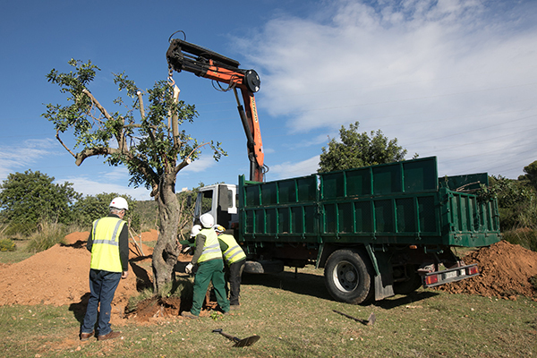 MEDI AMBIENT: Un total de 270 arbres ja tenen emplaçament definitiu al futur Barri de Llevant de Viladecans