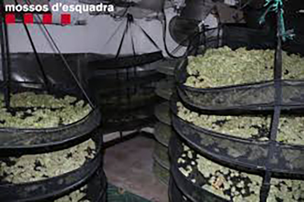 SUCCESSOS: Detenen un veí d’Abrera al Segrià acusat de cultivar marihuana en una finca d'Almenar