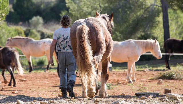 Més d’una quarantena de cavalls arriben al Parc del Garraf