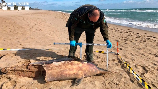  Troben dos dofins morts a la platja de Gavà
