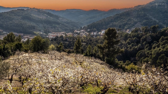 CULTURA: Suspeses les visites guiades pels cirerers en flor i concurs fotogràfic a Sant Climent de Llobregat 