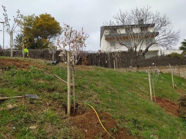 MEDI AMBIENT: Es planten 115 arbres a Sant Vicenç dels Horts per millorar els espais verds i crear entorns saludables