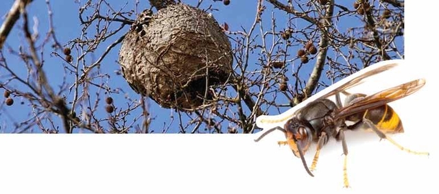 Durant els últims anys, la vespa asiàtica s'ha expandit de forma ràpida a Catalunya, des de la frontera francesa, fins a arribar a tot el prelitoral i litoral