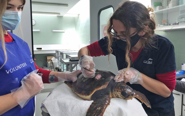 El 78% de les tortugues tractades durant el 2020 per la Fundació CRAM tenia microplàstics a la seva femta i en contingut digestiu