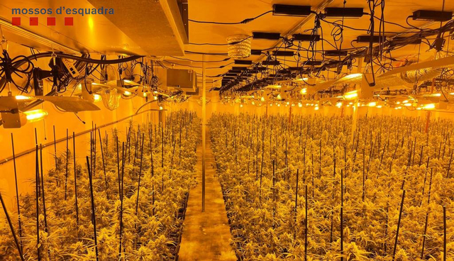 Van intervenir unes 2.700 plantes de marihuana en fase avançada de creixement.