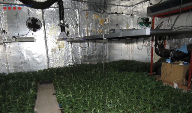 Es van comissar més de 700 plantes de marihuana i 14 quilograms d’aquesta planta preparada per a la seva distribució