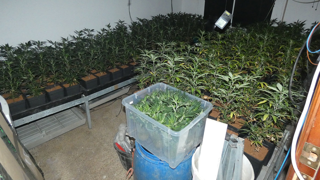 Desmantellen una plantació de marihuana indoor en un pis de Molins de Rei