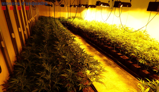 Van localitzar  900 plantes de marihuana i més de 4.000 esqueixos