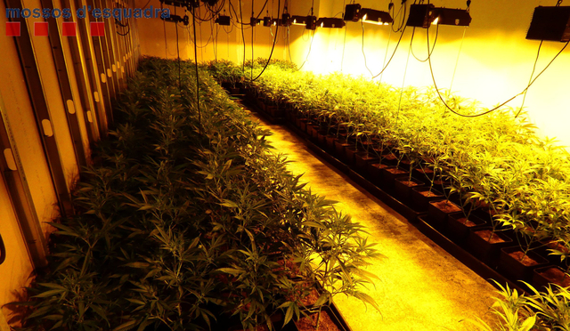 Desmantellen una plantació de marihuana a Sant Boi de Llobregat