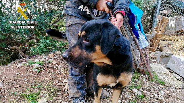 Retiren el gos al seu propietari per maltractament animal al Prat