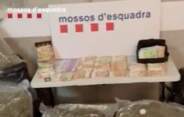 A presó tres responsables d’una plantació de marihuana a Abrera