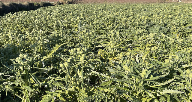 La Cooperativa Agrícola alerta de l’ús fraudulent del nom Carxofa del Prat
