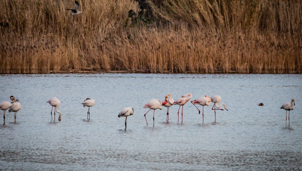 Prop d'un centenar de flamencs, al Delta del Llobregat