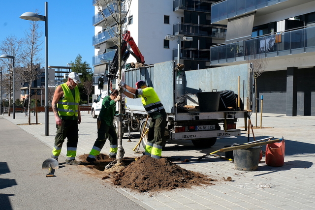 Es planten més de 160 arbres arreu del municipi de Sant Joan Despí