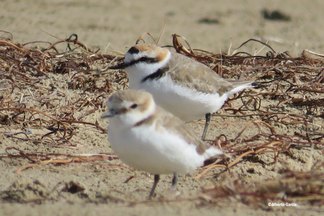 Els ecologistes alerten del perill d’extinció del corriol camanegre