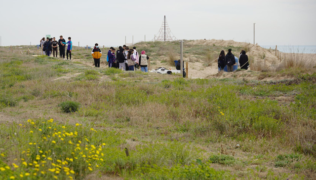 Els sistemes dunars de delta del Llobregat estan sent l'escenari d'accions de plantació