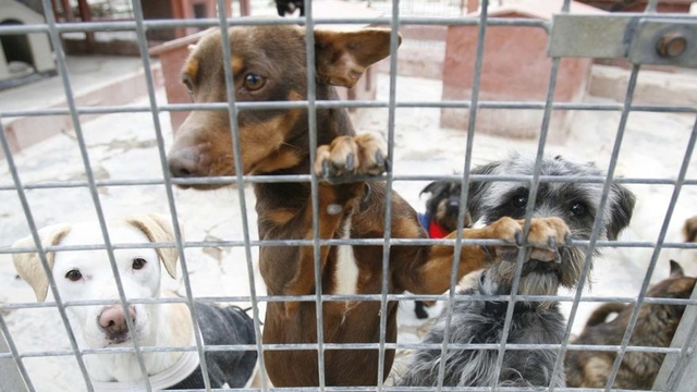 Un 20% de gossos recollits per protectores queden sense adopció