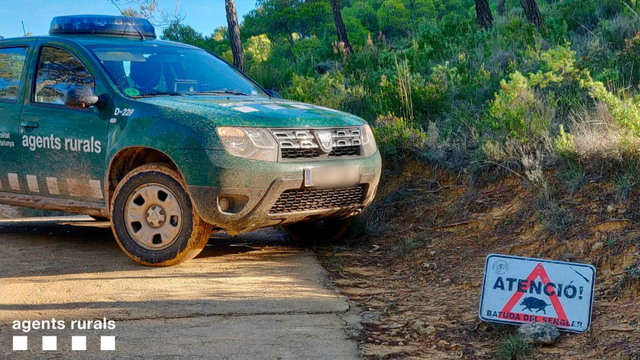 Batudes per controlar la població de porcs senglars en sis municipis