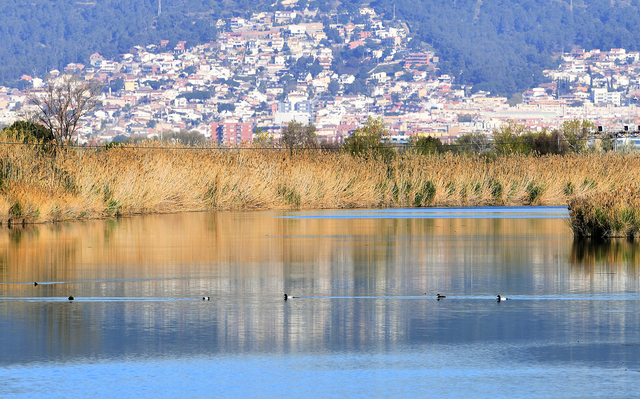 L’AMB gestiona les platges i dunes protegides del Delta del Llobregat