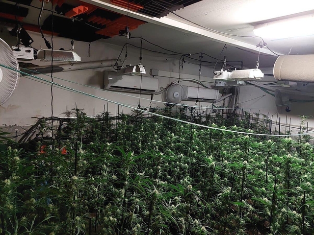 SUCCESSOS: La Policia de Torrelles desmantella una plantació de marihuana 