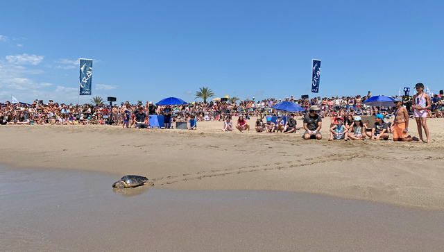  Alliberen cinc tortugues marines a la platja del Prat