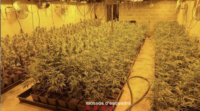 Detenen un home per cultivar marihuana en una finca d’Olesa de Montserrat