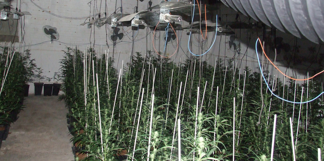 Desmantellen una plantació de marihuana a l'interior d'un magatzem a Gavà
