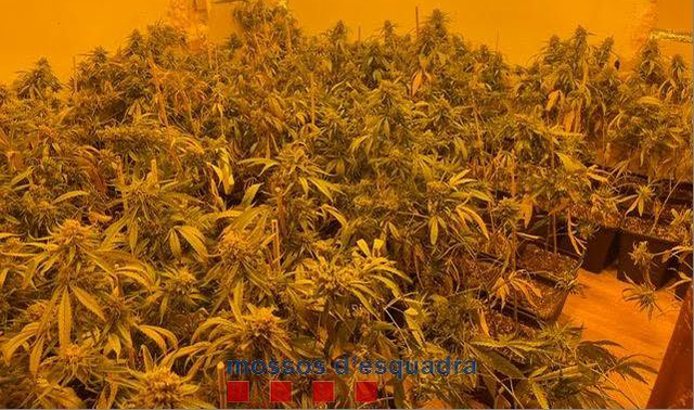 Es van localitzar més de 500 plantes de marihuana, 300 grams de cabdells assecats i preparats per la seva distribució