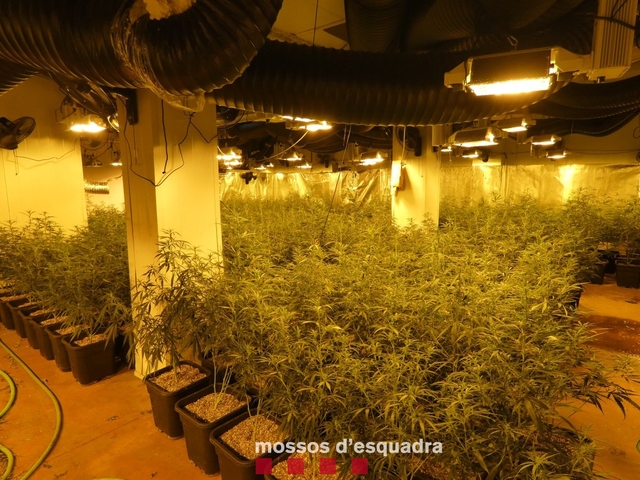 Desmantellen una plantació de marihuana en un local d’Esplugues