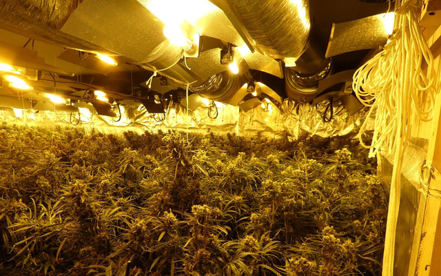 Es van localitzar més de 1.000 plantes de marihuana i gairebé nou quilograms de cabdells assecats i preparats per a la seva distribució